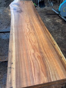 Rezivo Brest Brestove Fošne Kmene Drevo - 6