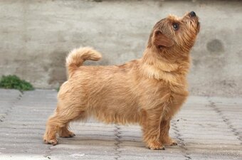Norfolk terrier psik cierna s trieslovou : Oliver 6 tyzdnov - 6