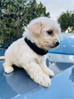 Maltipoo - 6