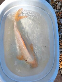 Koi kapre - 6
