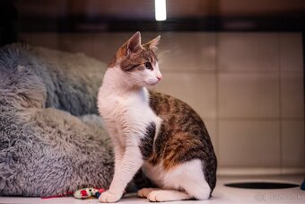 Meow Hotel - Luxusný hotel pre mačky v Piešťanoch - 6
