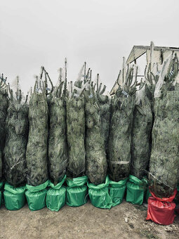 Kaukazská jedľa v kvetináči 1,50-1,80 smrekové vianočný stro - 6