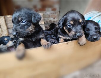 Slovenský kopov + zlatý retriever - 6