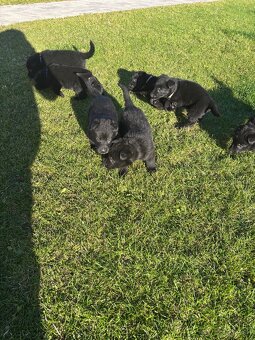 Šteniatka Nemecký ovčiak bez PP - 6