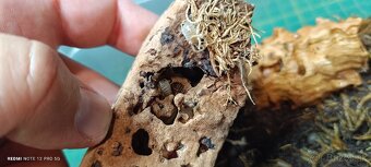 Isopoda celý chov - 6