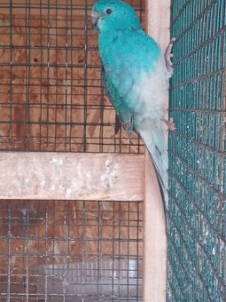 Papagaj spevavi. - 6