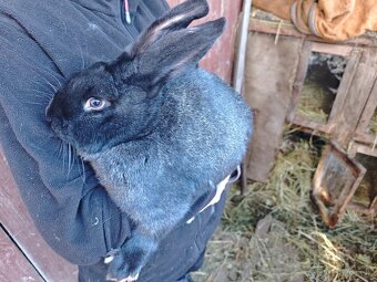 Králiky NOS a krížence - 6