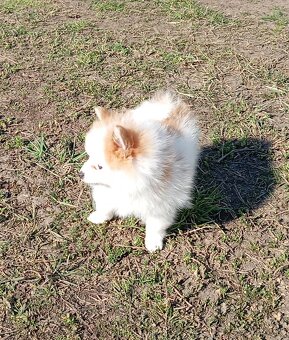 Pomerian - 6