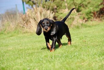 Americký mývalí pes- Black and Tan Coonhound - 6