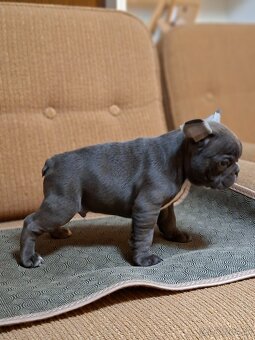 Francúzsky buldoček modrý - 6
