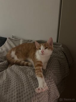 Kocur Rudolf zadarmo - 6