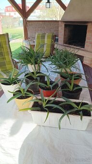 Predám Aloe Vera - 6
