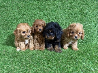 Cavapoo - 6