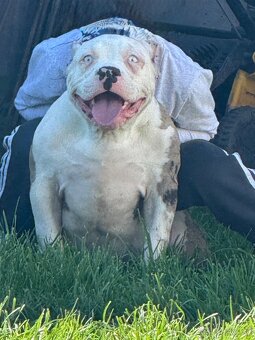American bully - 6
