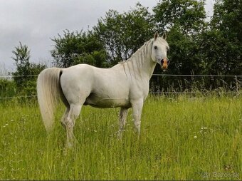 Valach s top povahou - 6