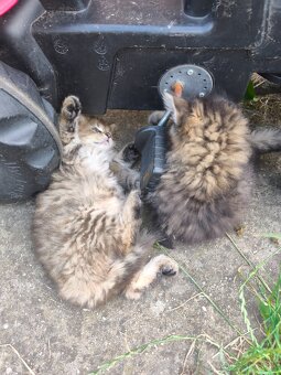 Maine coon , kríženci od Nórskeho otca - 6