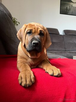 Tosa Inu - Štěňátka s PP - 6