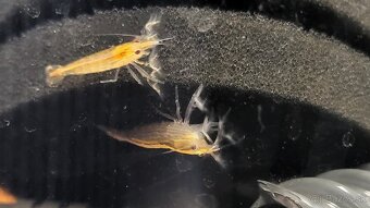 Krevetky Atyopsis Moluccensis (Bamboo Shrimp, Molucká) - 6