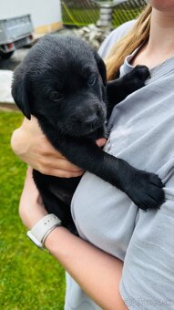 Šteniatka labrador - 6