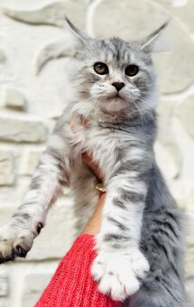 ⚜️Maine Coon s PP Mainská Myvalia - 6