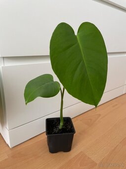 Monstera - 6