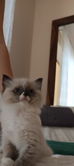 Ragdoll mačiatka na predaj - 6