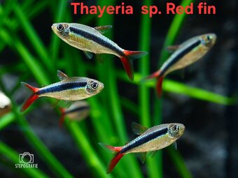 Predám akvarijné rybičky - 6