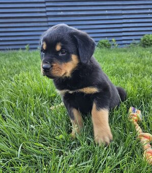 Rotvajler,rotveiler,rotvailer,rotwailer,rotweiler na predaj. - 6