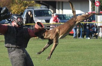 Belgický ovčiak malinois - 6