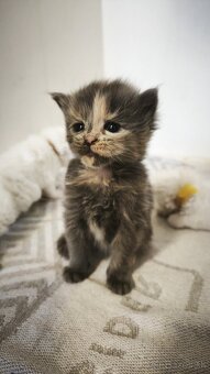 Maine coon mačička mco Mainska myvalia - 6