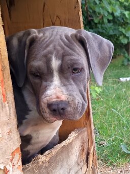 Americký stafordšírský teriér, American Bully XL - 6