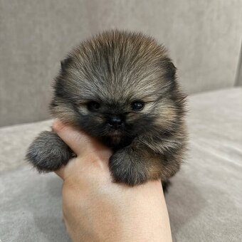 Pomeranian mini Boo - 6