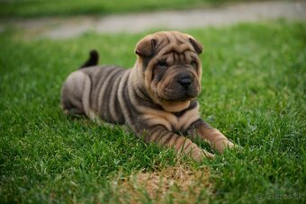 Sharpei šarpej - 6