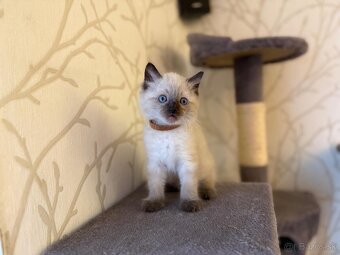 Ragdoll mačiatka - 6