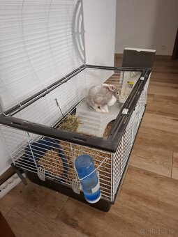 Domáci bytový králik - 6