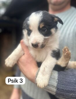 Predám šteniatka border kolie - 6