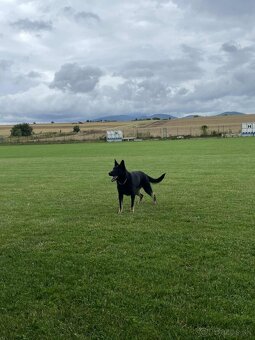 Nemecký ovčiak - 6