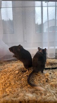 Darujem pieskomilov - 6