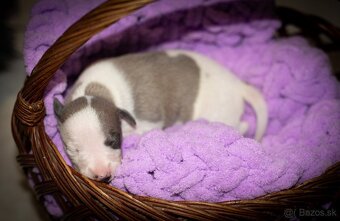 Whippet, vipet - 6