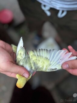 Agapornis fischer - 6