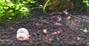 Predám krevetky Neocaridina - 6