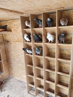 Darujem chovné postove holuby - 6