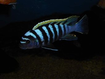 Africké cichlidy - 6