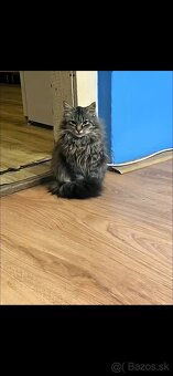 Maine Coon - 6