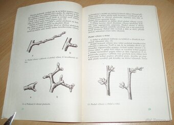 ez ovoných dřevin - 6