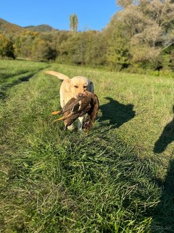 Labrador s PP krytie - 6