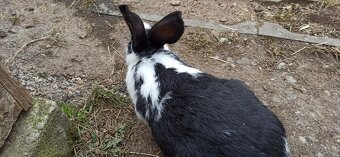 Predám 4 mesačne mladé krížence - 6