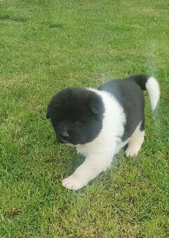 Americka akita - 6