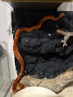 Užovka červena - 1.1 chovny pár 2023 znižena cena - 6