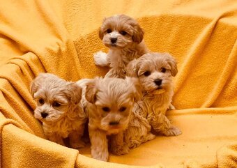 Maltipoo - 6